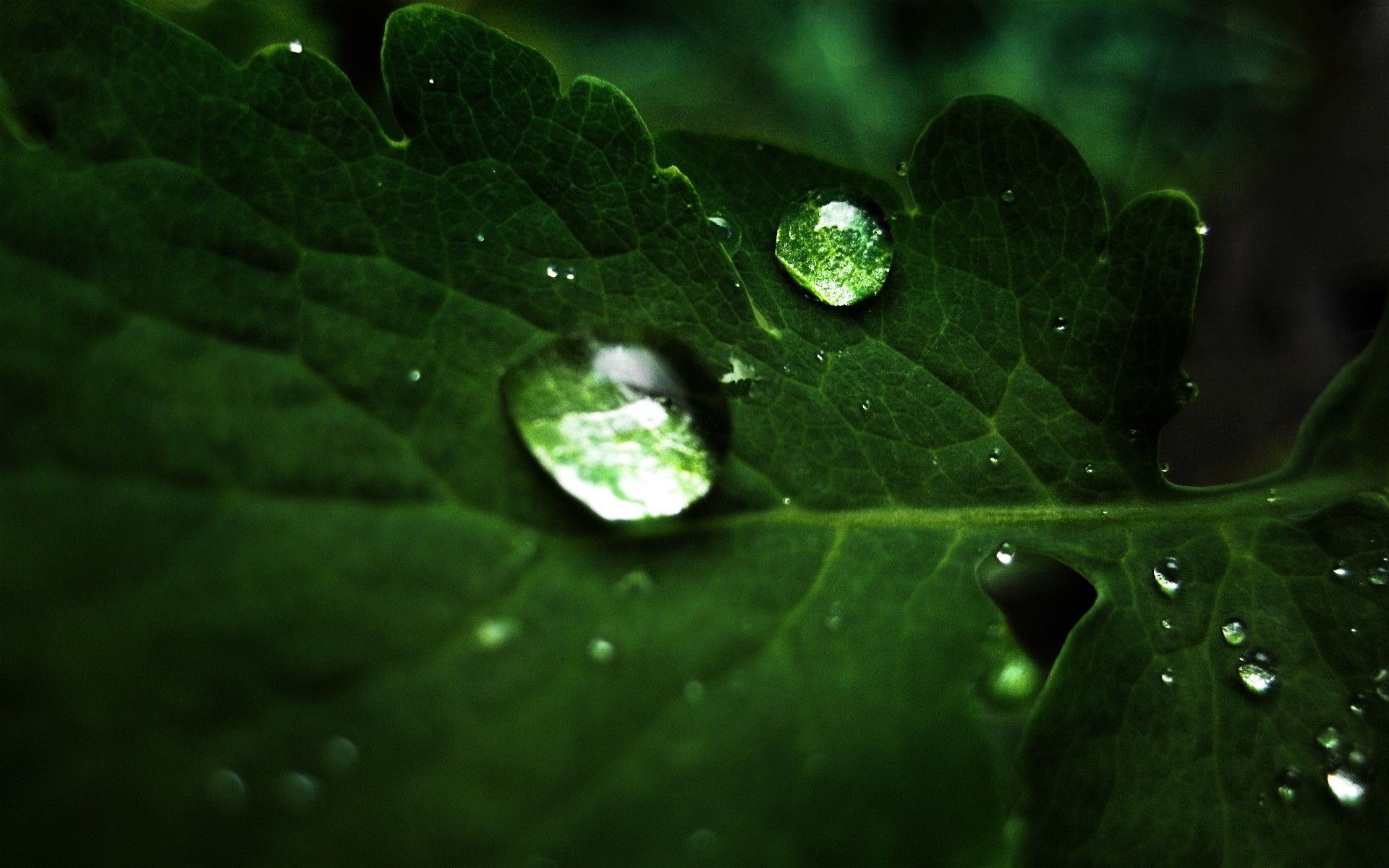 plants rain dew leaf drop droplet wet raindrop water flora purity nature growth garden freshness summer vein environment waterdrop