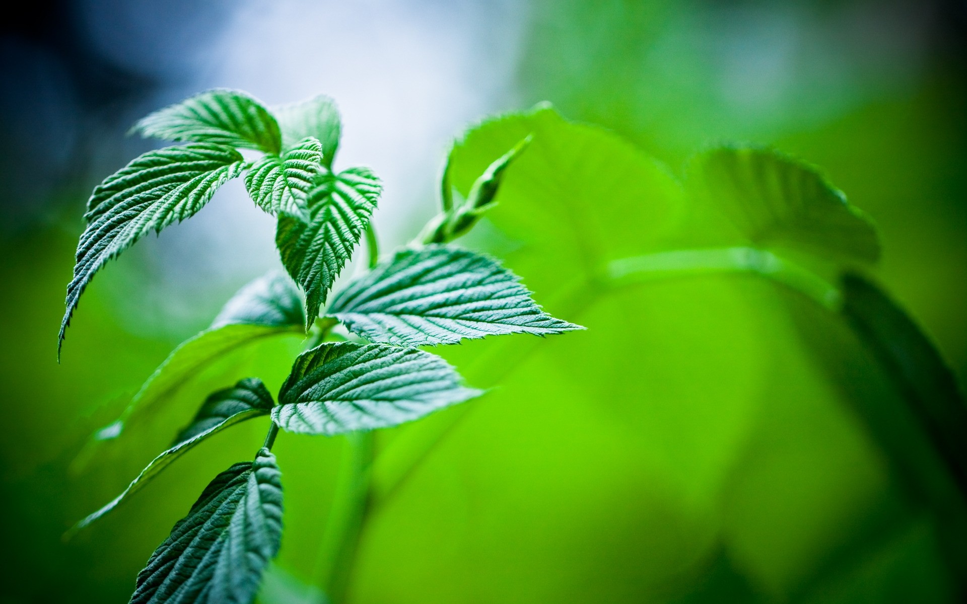 rośliny liść flora natura wzrost ogród lato środowiska ekologia świeżość bujne