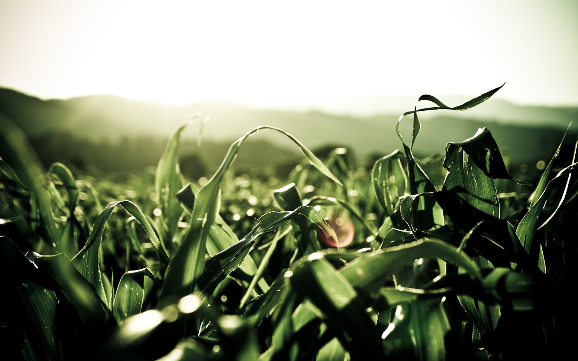 plantas flora folha campo natureza jardim grama fazenda verão sol flor crescimento cor casca comida mesa feno