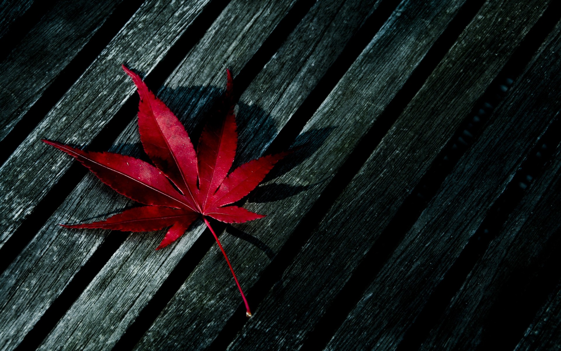 autumn desktop wood leaf texture nature abstract monochrome