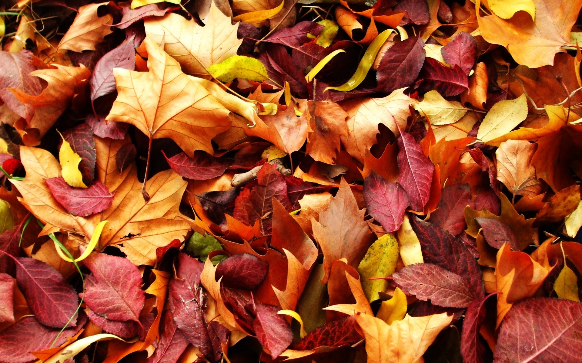 sonbahar yaprak sonbahar flora doğa sezon masaüstü renk kuru yakın çekim parlak doku akçaağaç ağaç bahçe dekorasyon desen yaprakları