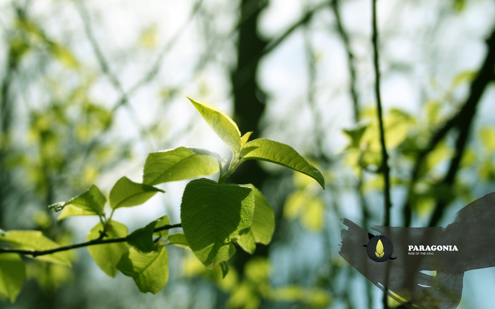 plantes feuille croissance nature flore été à l extérieur beau temps lumineux luxuriant jardin branche environnement