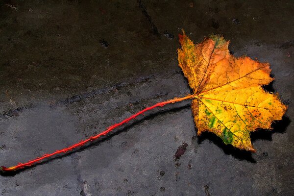 Hoja de arce en el asfalto durante el otoño