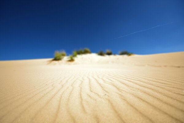 Desierto de arena en el centro con oasis