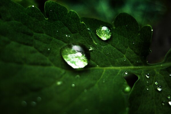 Dew on a leaf. A dewdrop. Green Leaf