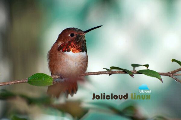 Petit oiseau dans un habitat familier