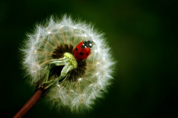 Marienkäfer auf einem flauschigen Löwenzahn