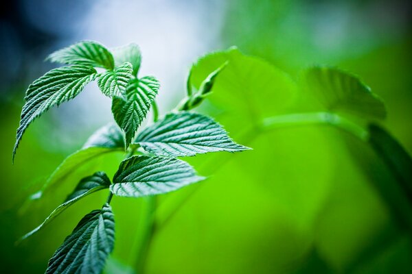 A beautiful leaf in the rays of the sun