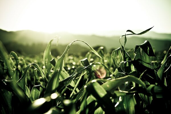 Folhas verdes no campo