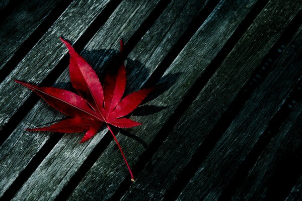 A red leaf on an old wooden bench