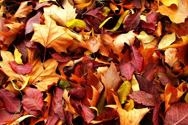 Hojas de otoño en el camino en el bosque