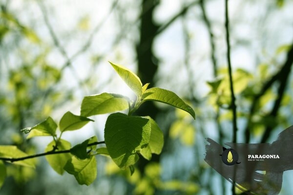 Nature leaf growth