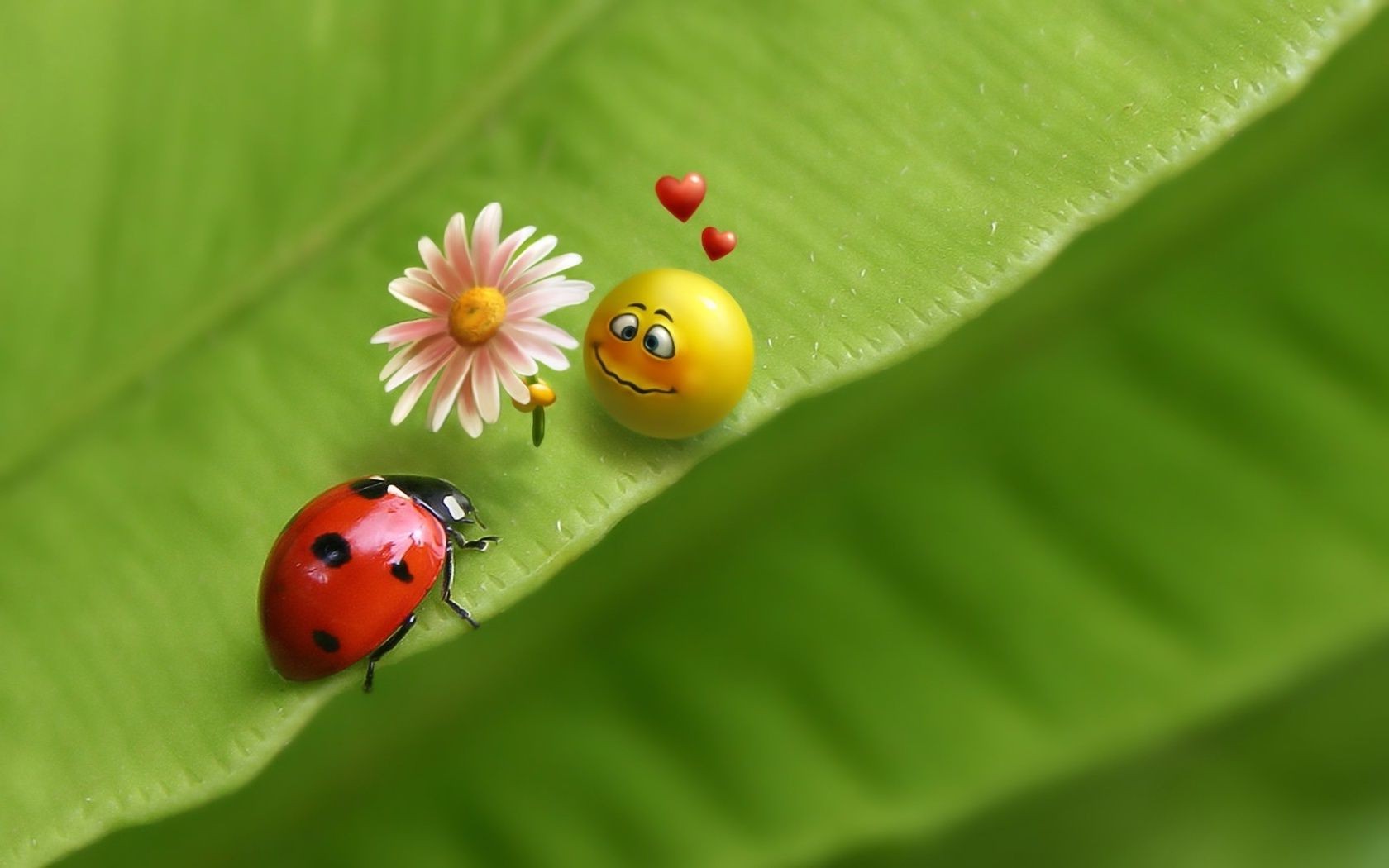 amor y romance mariquita hoja naturaleza insecto lluvia crecimiento verano