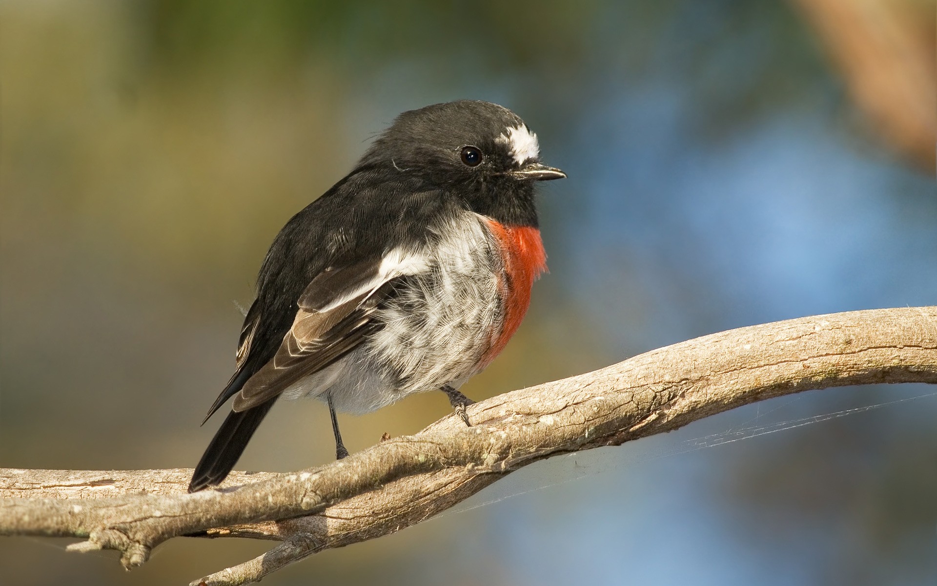 birds bird wildlife avian outdoors songbird animal nature daylight