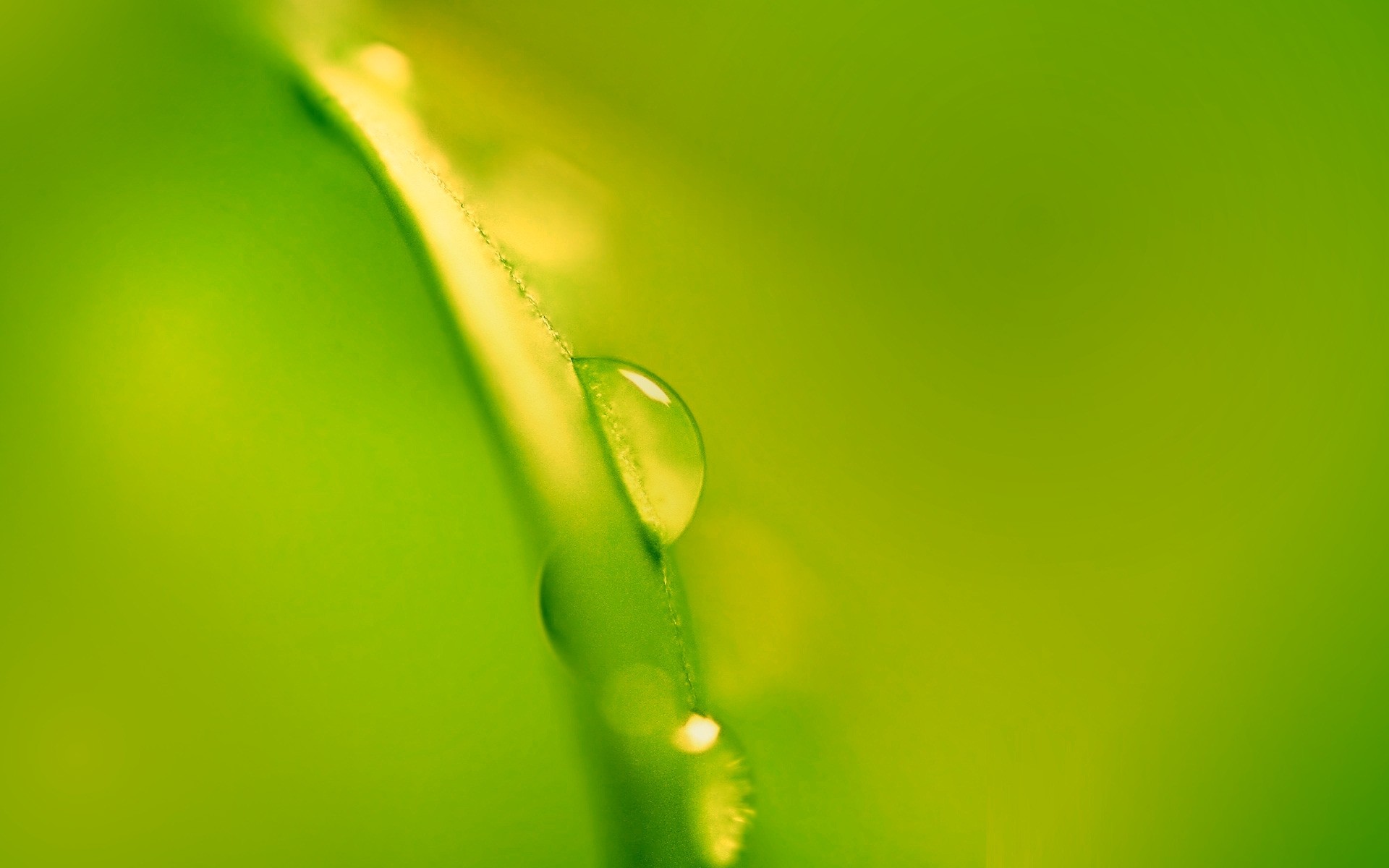 minimalismo orvalho chuva queda gotas folha flora molhado jardim crescimento gotas natureza lâmina pureza água vertedouro meio casca frescor grama verde