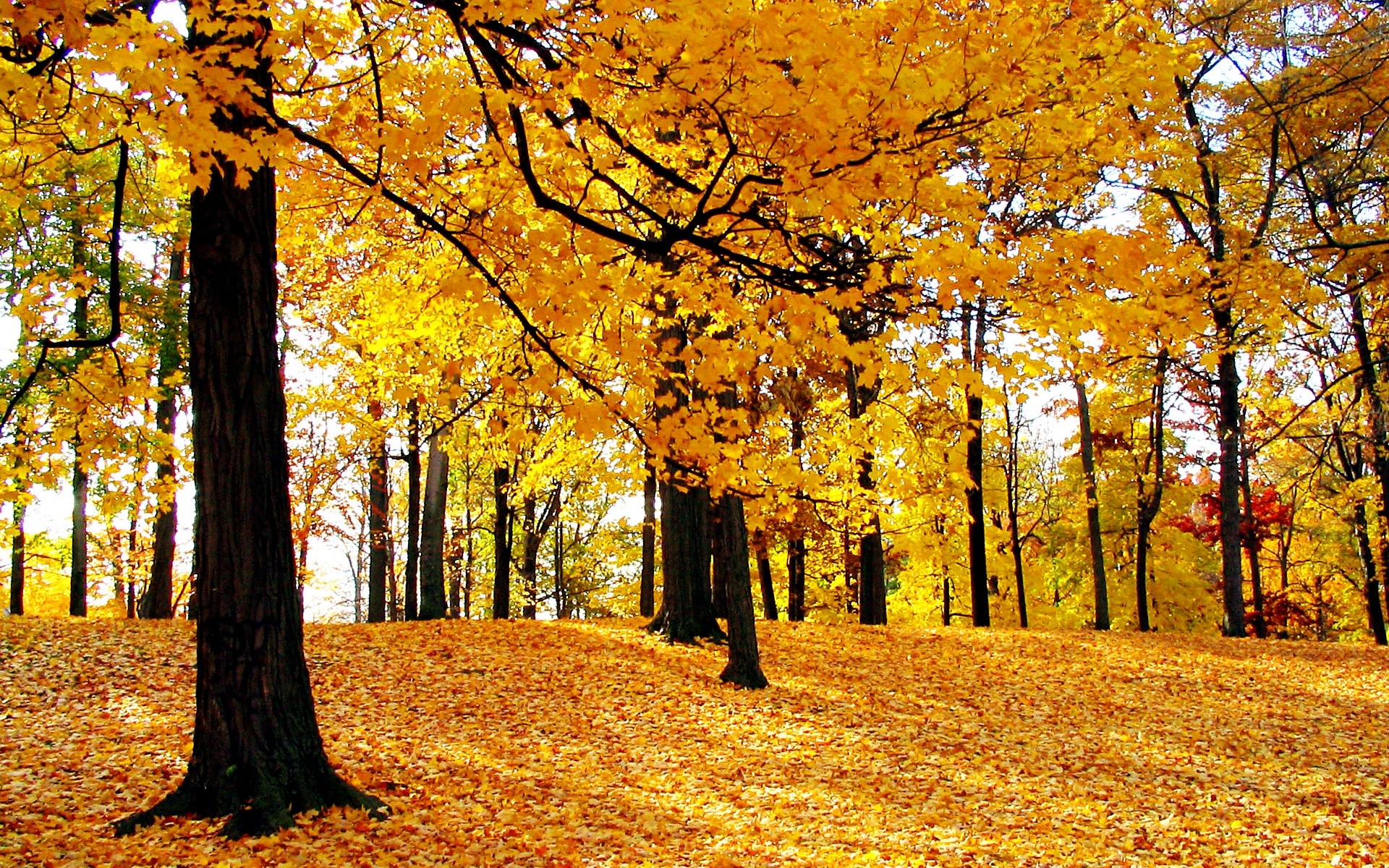 otoño otoño hoja árbol arce temporada madera parque oro paisaje naturaleza escénica paisaje rama buen tiempo escena medio ambiente guía sol color callejón bosque