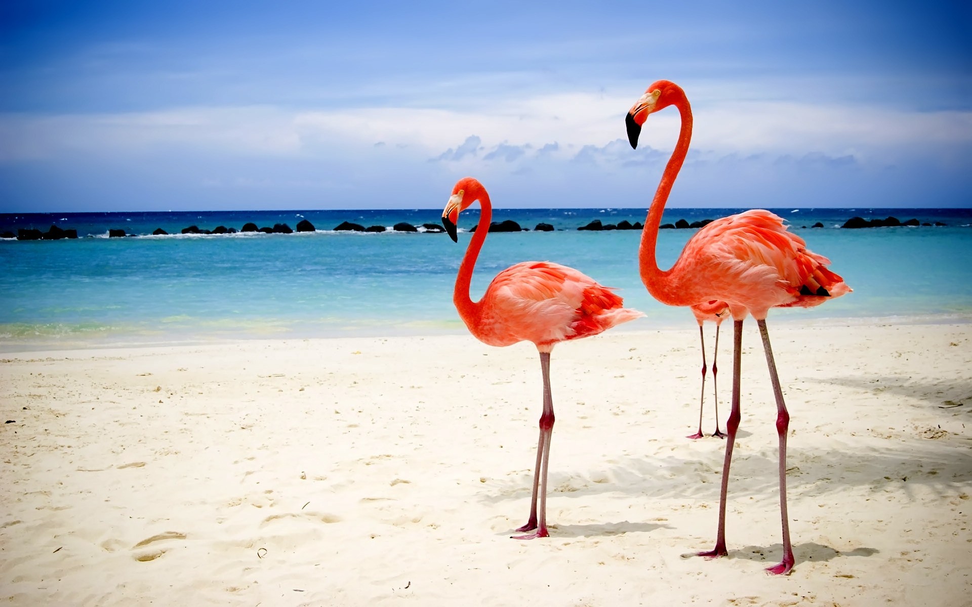 flamingo plage sable eau mer océan tropical mer été nature exotic voyage ciel soleil lagon