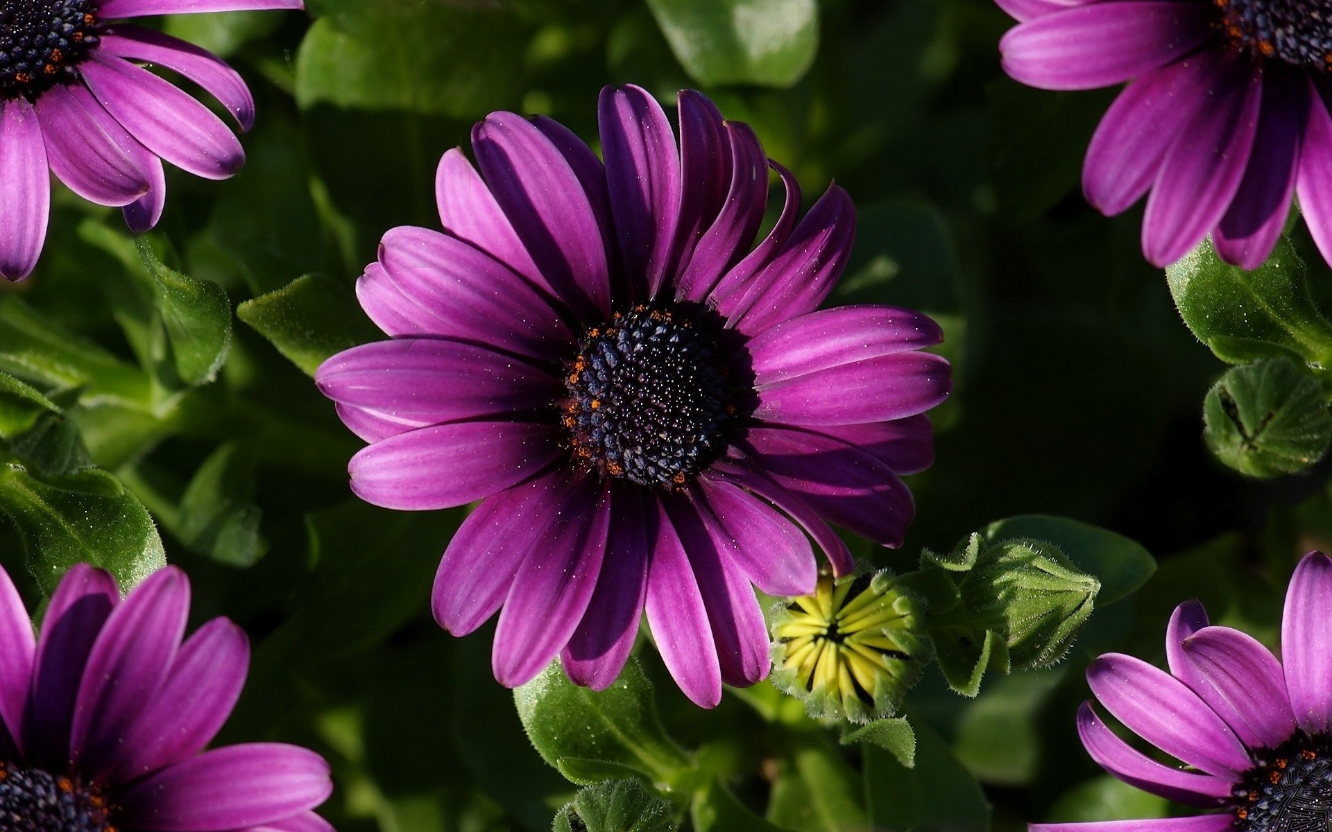 fleurs fleur flore nature jardin été pétale bluming couleur feuille floral gros plan vivace violet belle lumineux botanique