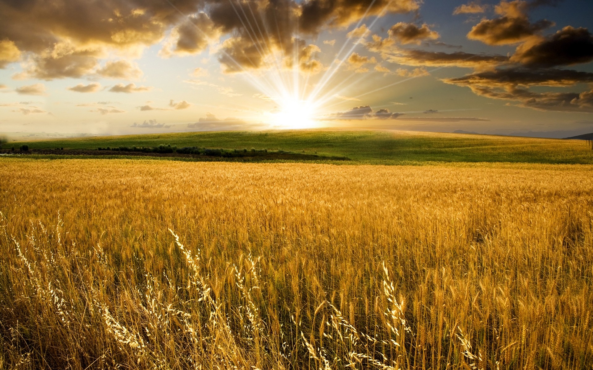 plantas trigo cereales rural pasto campo cosecha maíz campo agricultura pan granja centeno tierras de cultivo sol paja puesta de sol paisaje país cielo