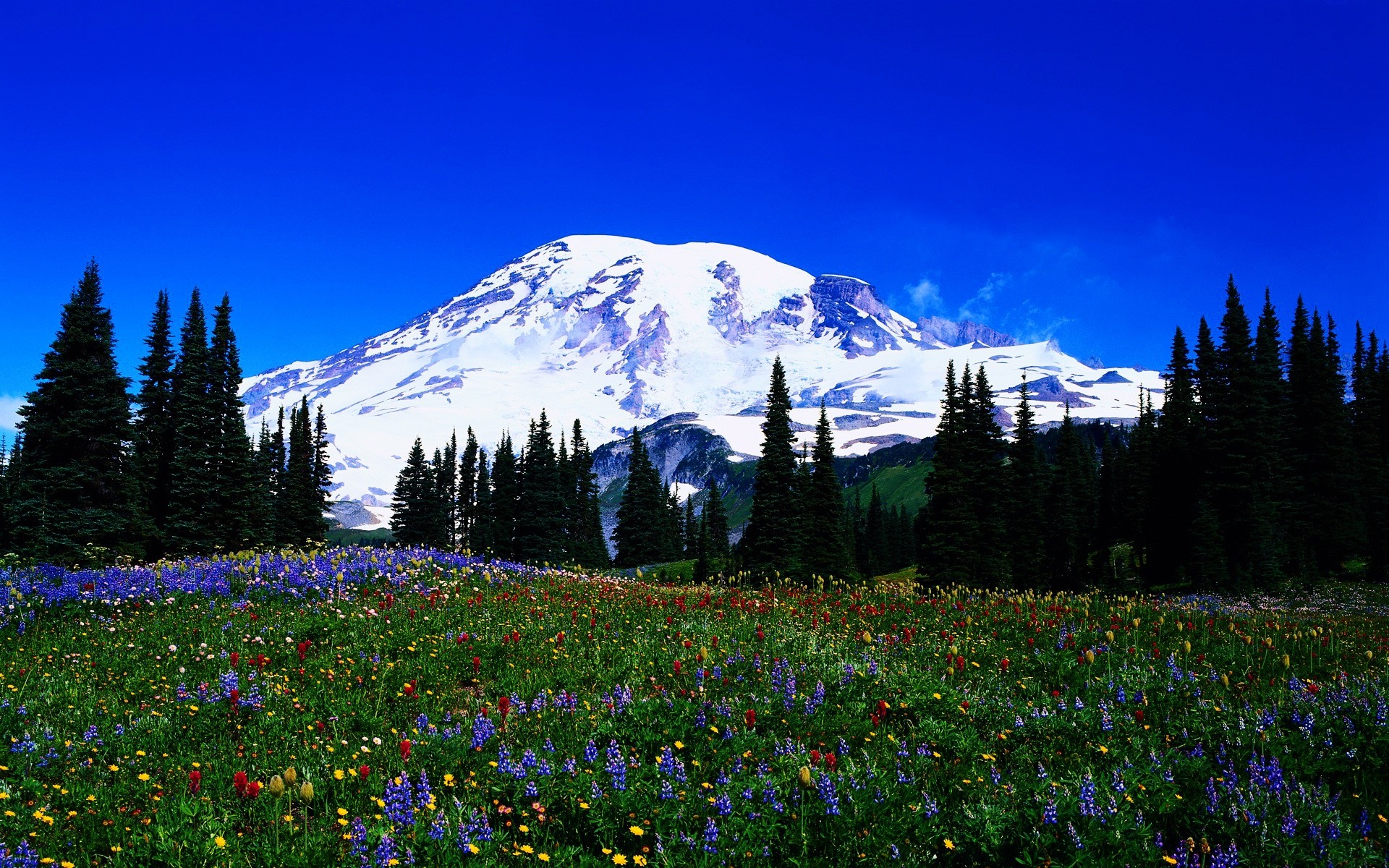 paisaje montaña escénico nieve paisaje madera al aire libre naturaleza luz del día heno flor árbol flores primavera