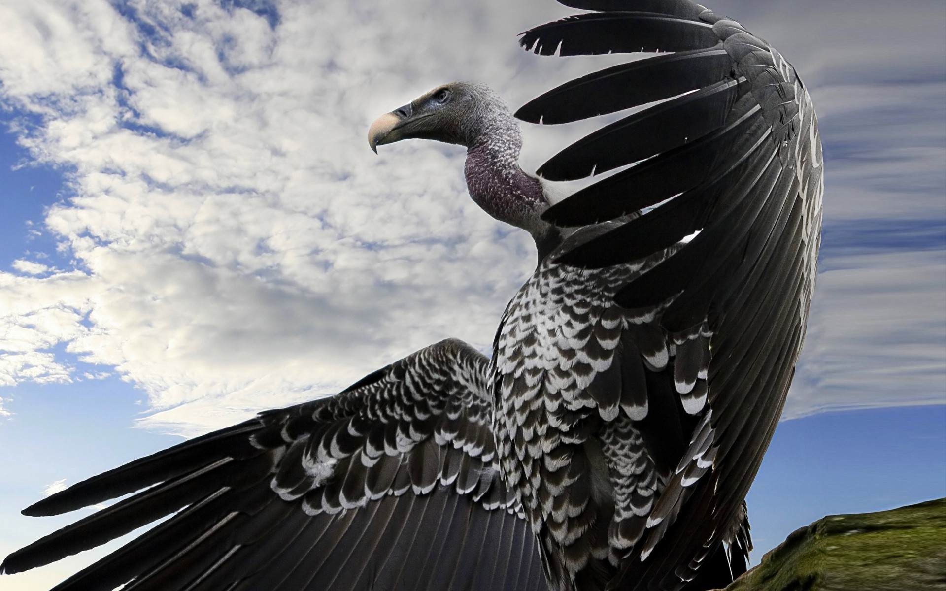 oiseaux oiseau aigle plume nature aile faune animal raptor vol bec à l extérieur