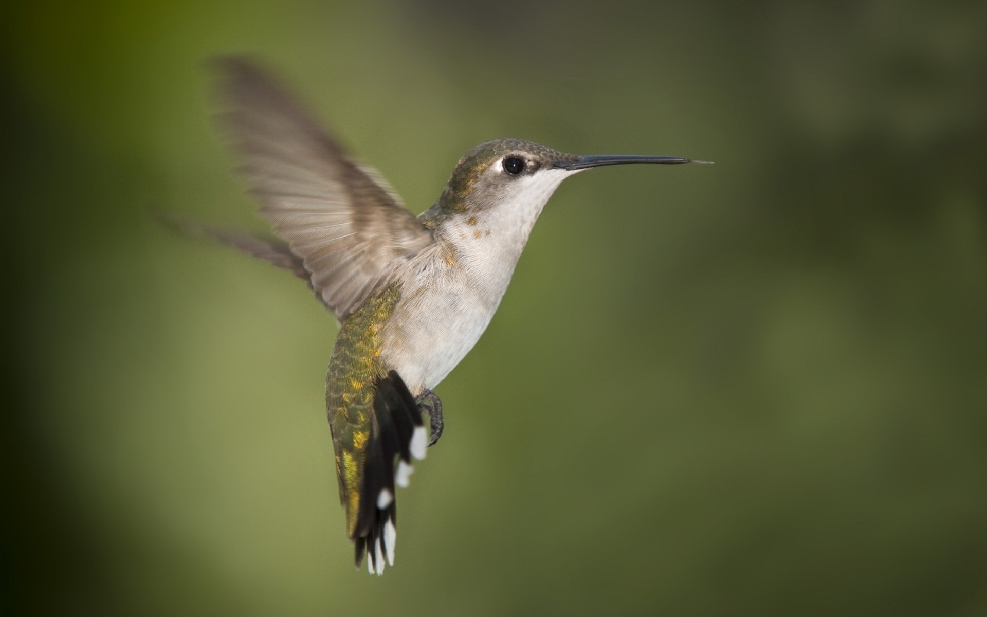 uccelli fauna selvatica uccello colibrì natura all aperto vista laterale animale