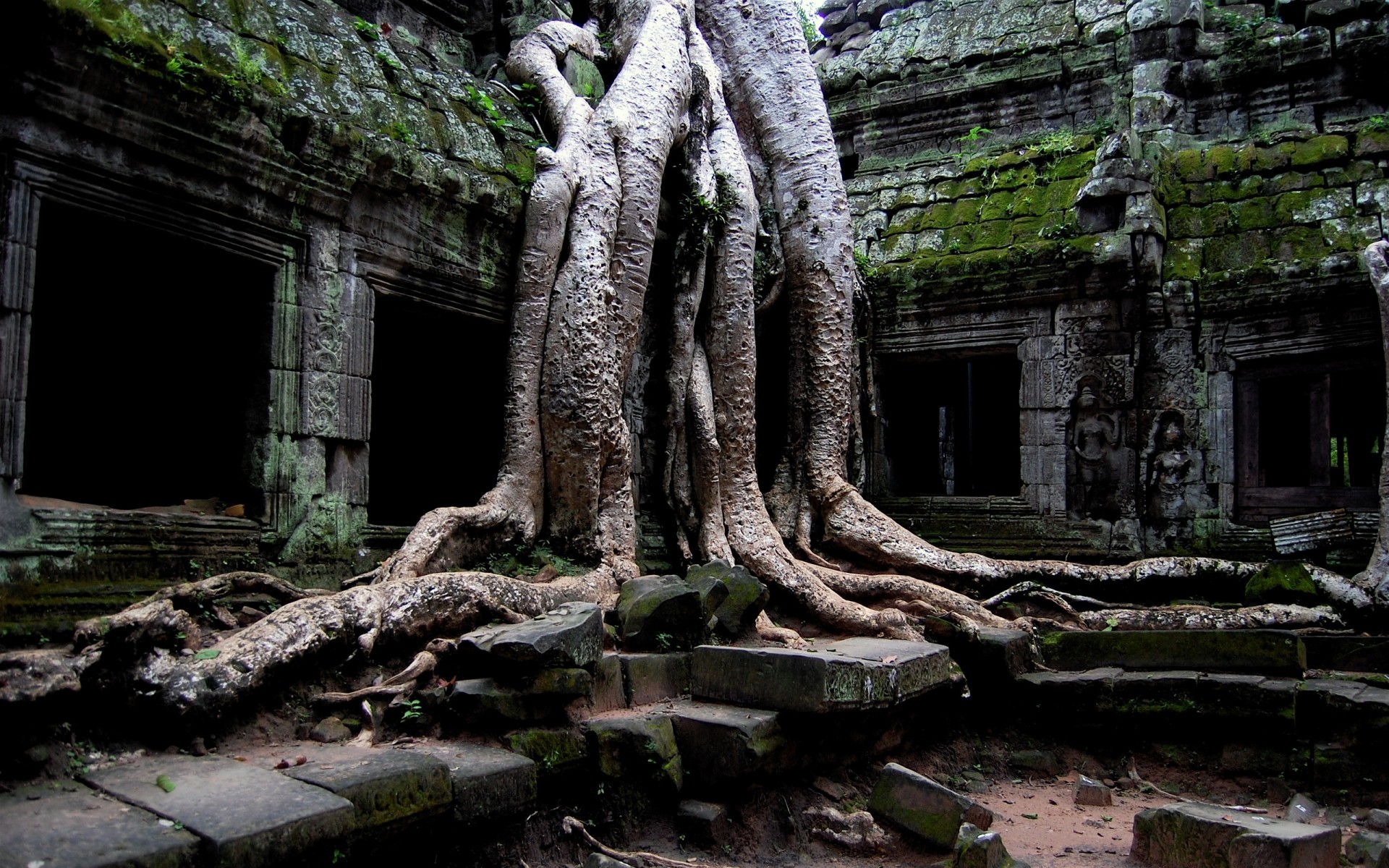 landscapes wood old tree ancient nature root travel jungle outdoors stone