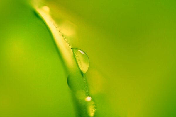 Enlarged dew drop on a green leaf