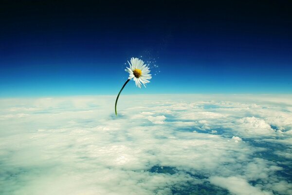 Chamomile growing on the moon