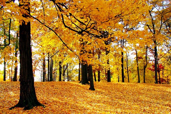 Hermoso bosque dorado en otoño