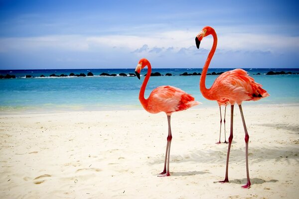 Flamencos en el mar belleza