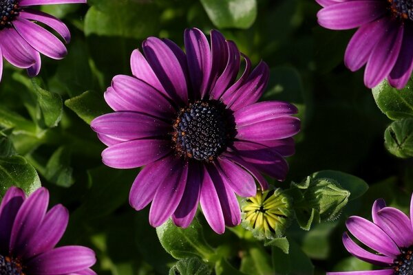 Hermosa flor que crece en el macizo de flores