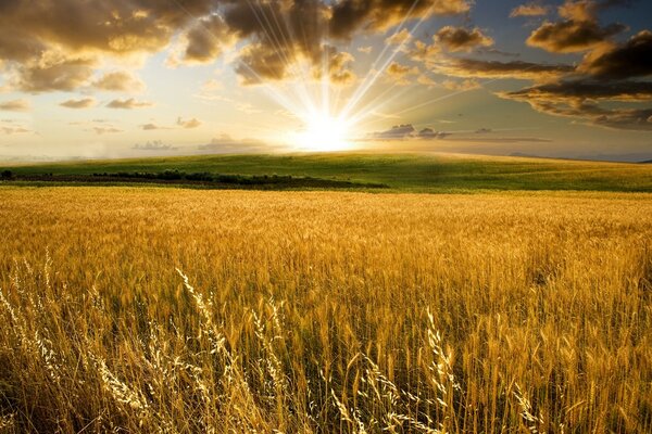 Amazing sunrise on a wheat field