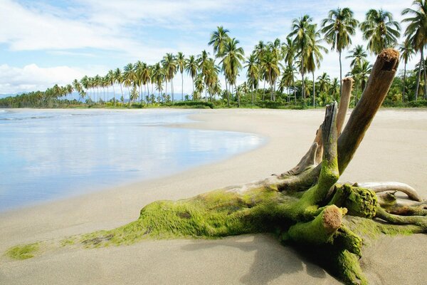 Hermosa playa voladora con palmeras