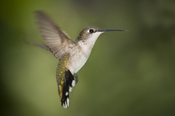 Birds of the wild hummingbirds