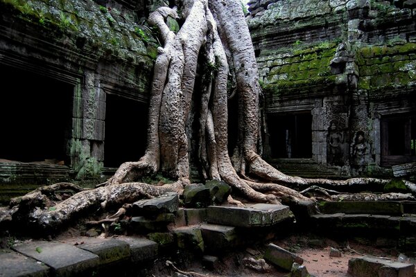 Ancient and Mighty beautiful tree