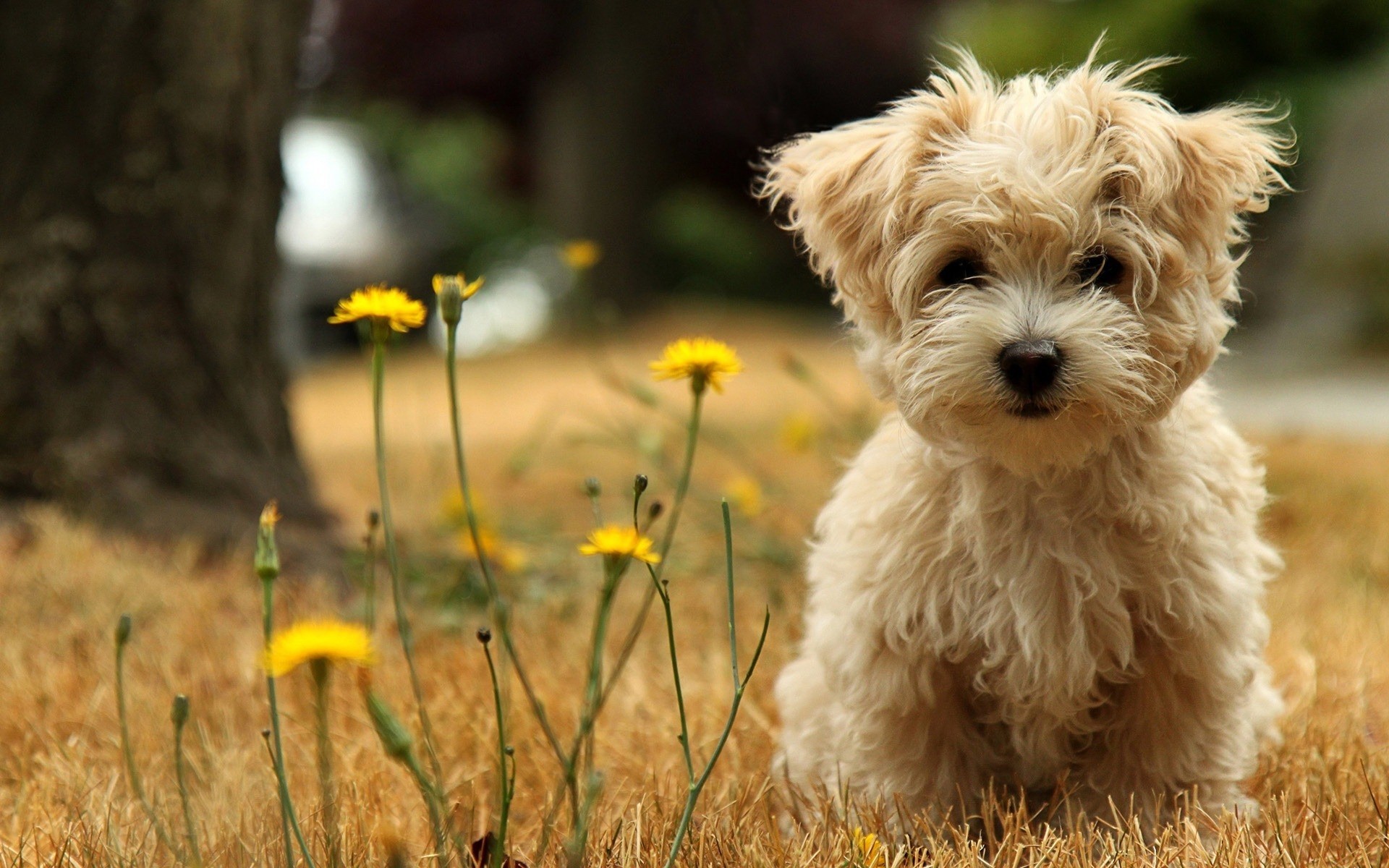 dogs animal dog grass nature mammal cute little outdoors field summer portrait