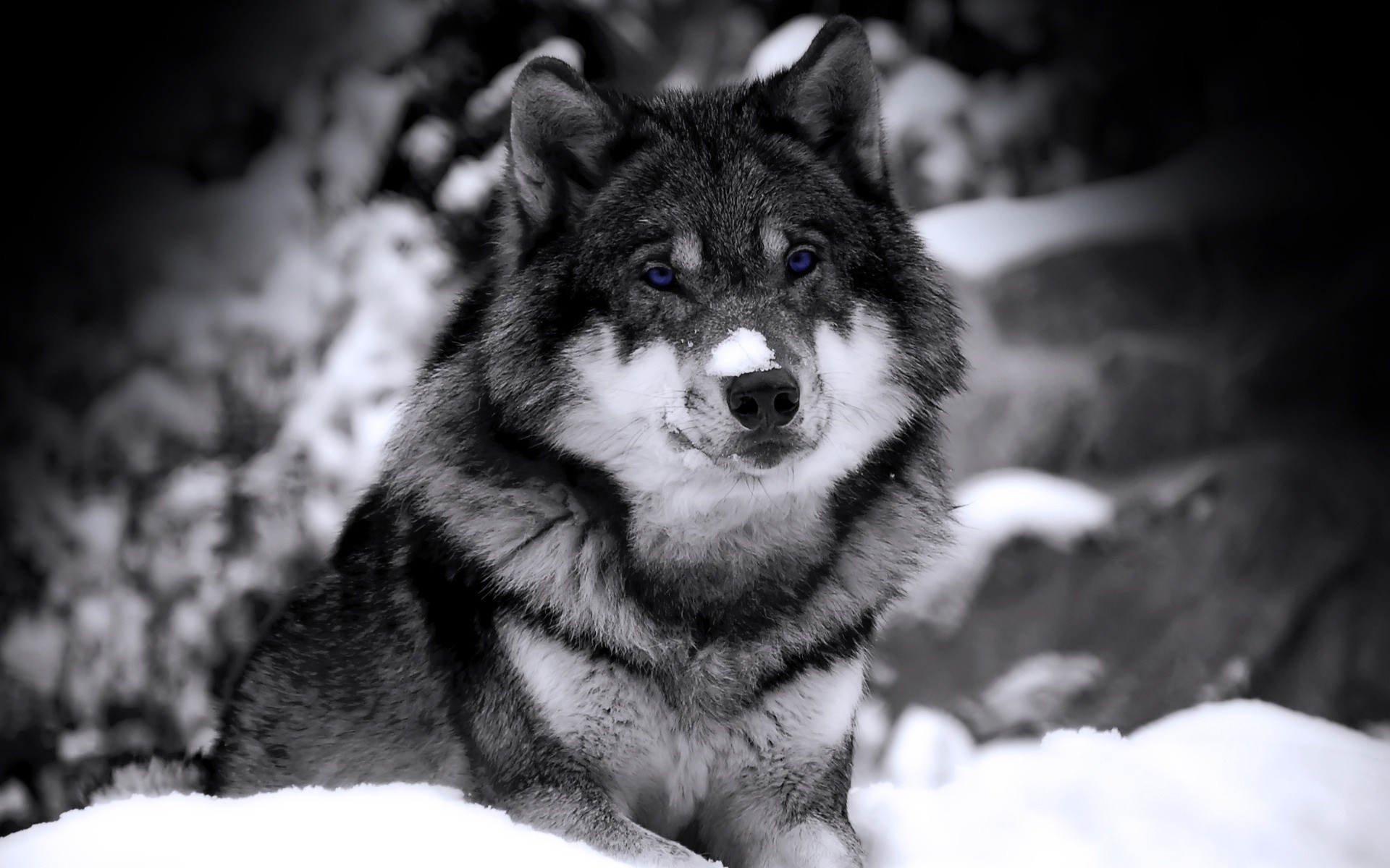 animals mammal portrait canine dog winter wolf snow eye one