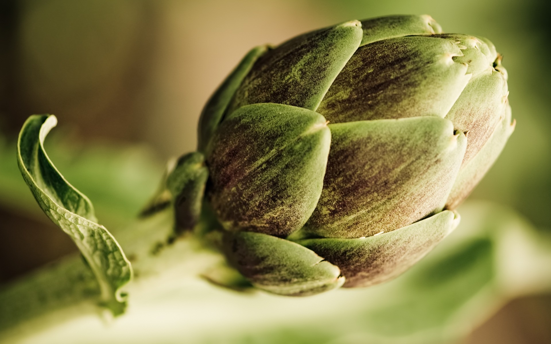 plants leaf nature flower blur flora still life bud