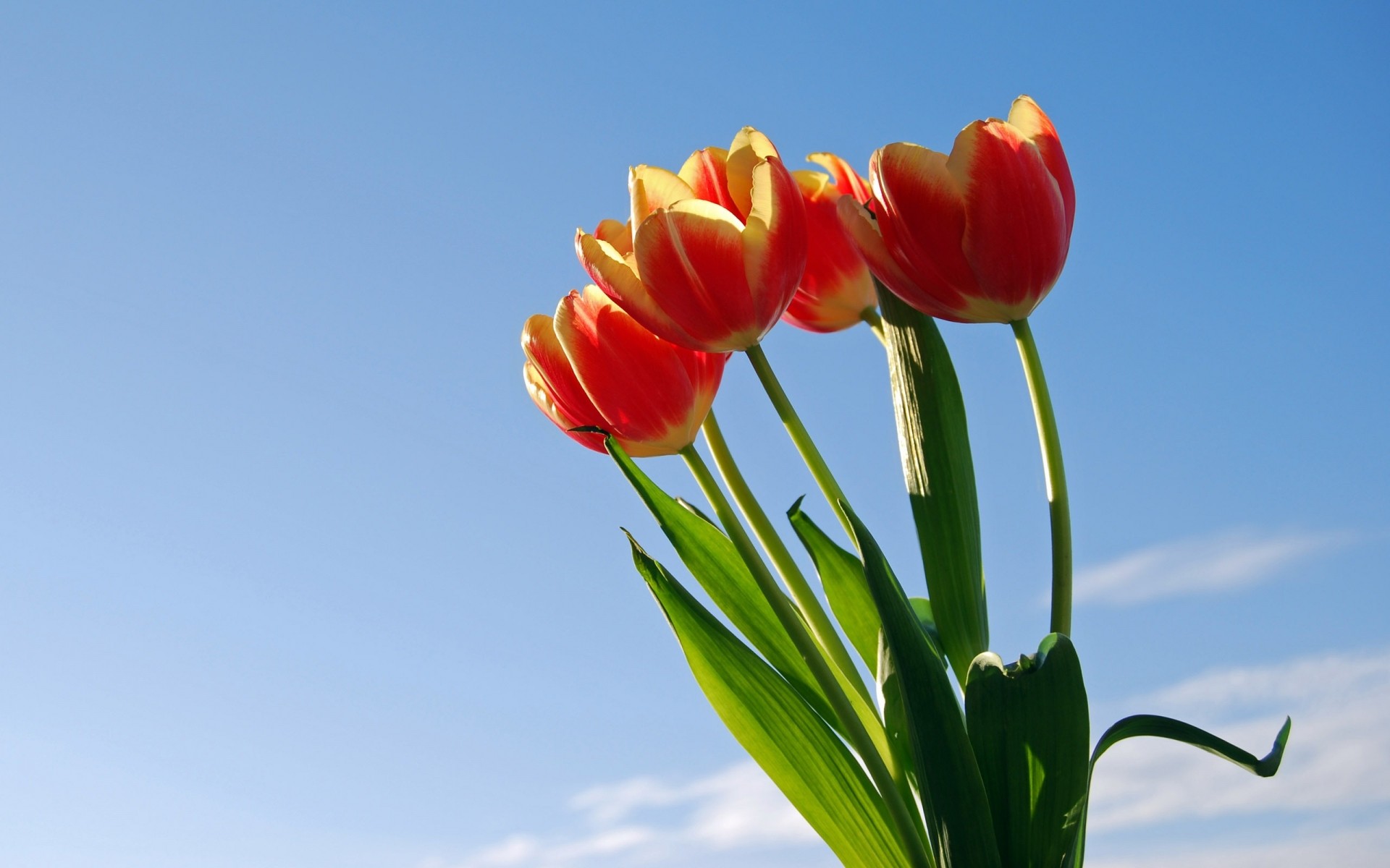 fleurs nature tulipe lumineux feuille été fleur jardin flore croissance couleur beau temps