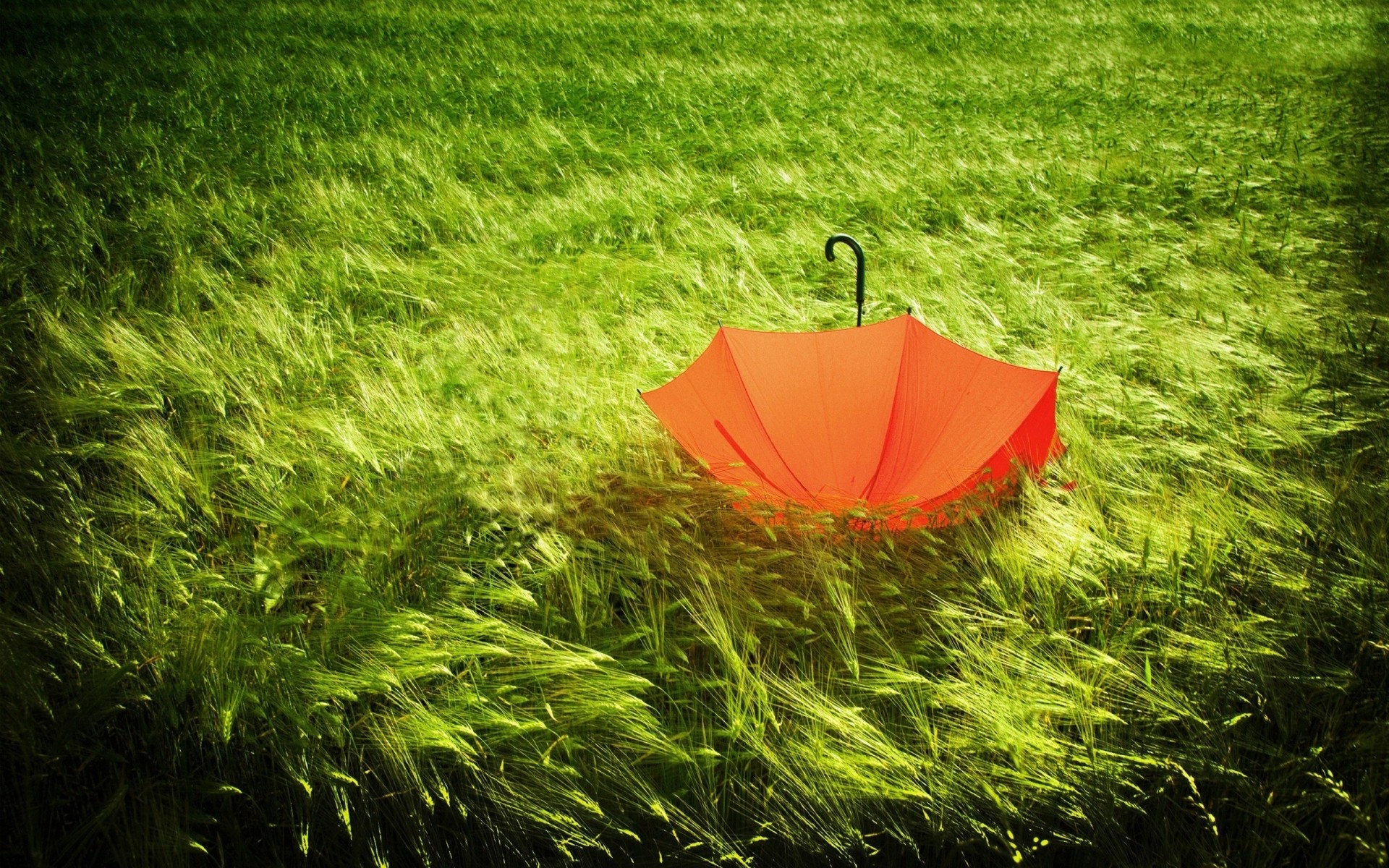 abstract grass summer nature lawn growth outdoors garden flora field hayfield leaf landscape environment soil fair weather bright sun rural flower background