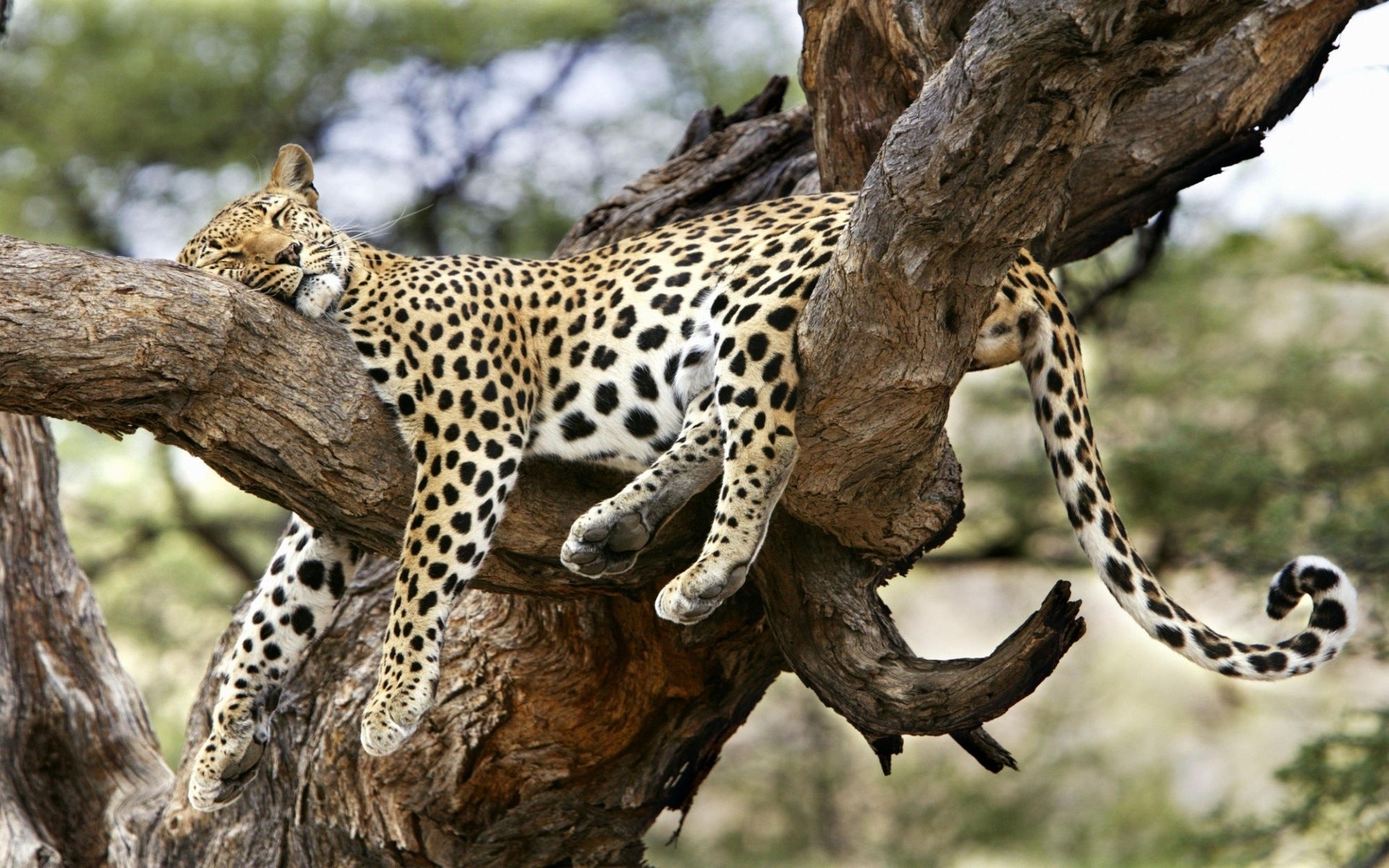 animaux faune mammifère safari sauvage nature animal chat à l extérieur arbre prédateur zoo léopard