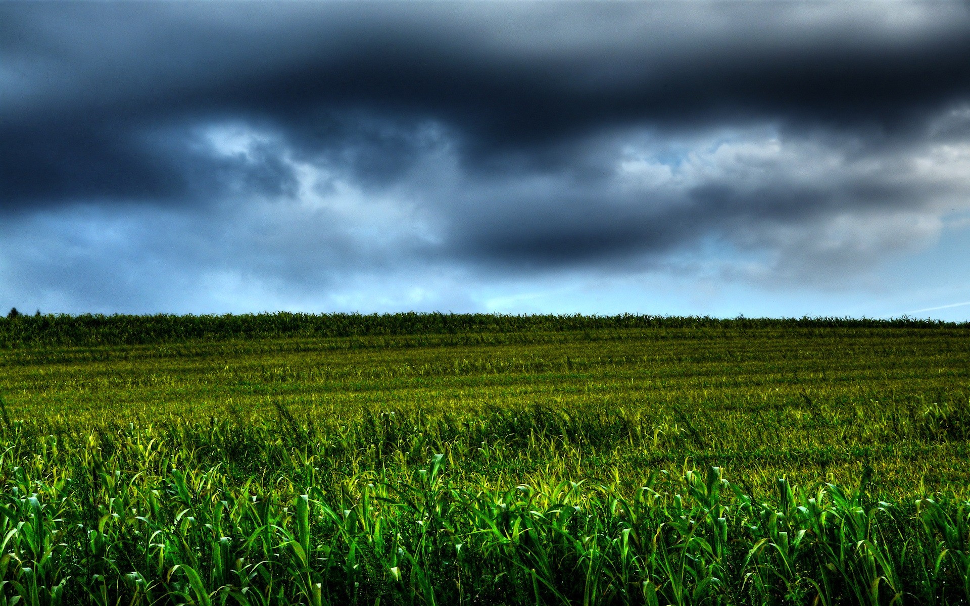 paesaggio agricoltura fattoria campo paesaggio raccolto rurale natura pascolo terra coltivata cielo fiocchi campagna mais crescita all aperto suolo flora estate ambiente