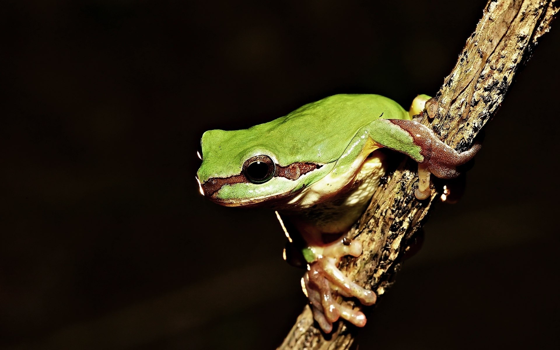 animaux grenouille faune amphibiens gazebo nature à l extérieur animal serpent feuille oeil biologie poison pluie unique zoologie forêt tropicale vue latérale arbre