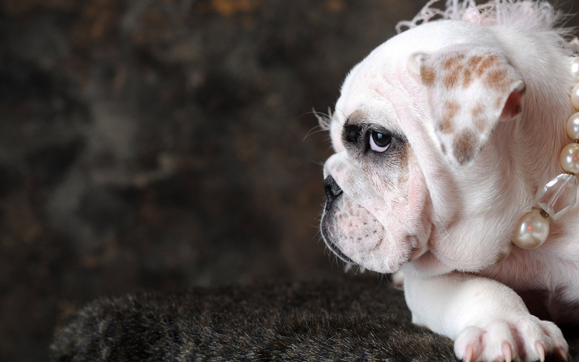 perros lindo animal perro mamífero naturaleza retrato mascota pequeño joven ver divertido pelaje adorable perro doméstico cachorro animales