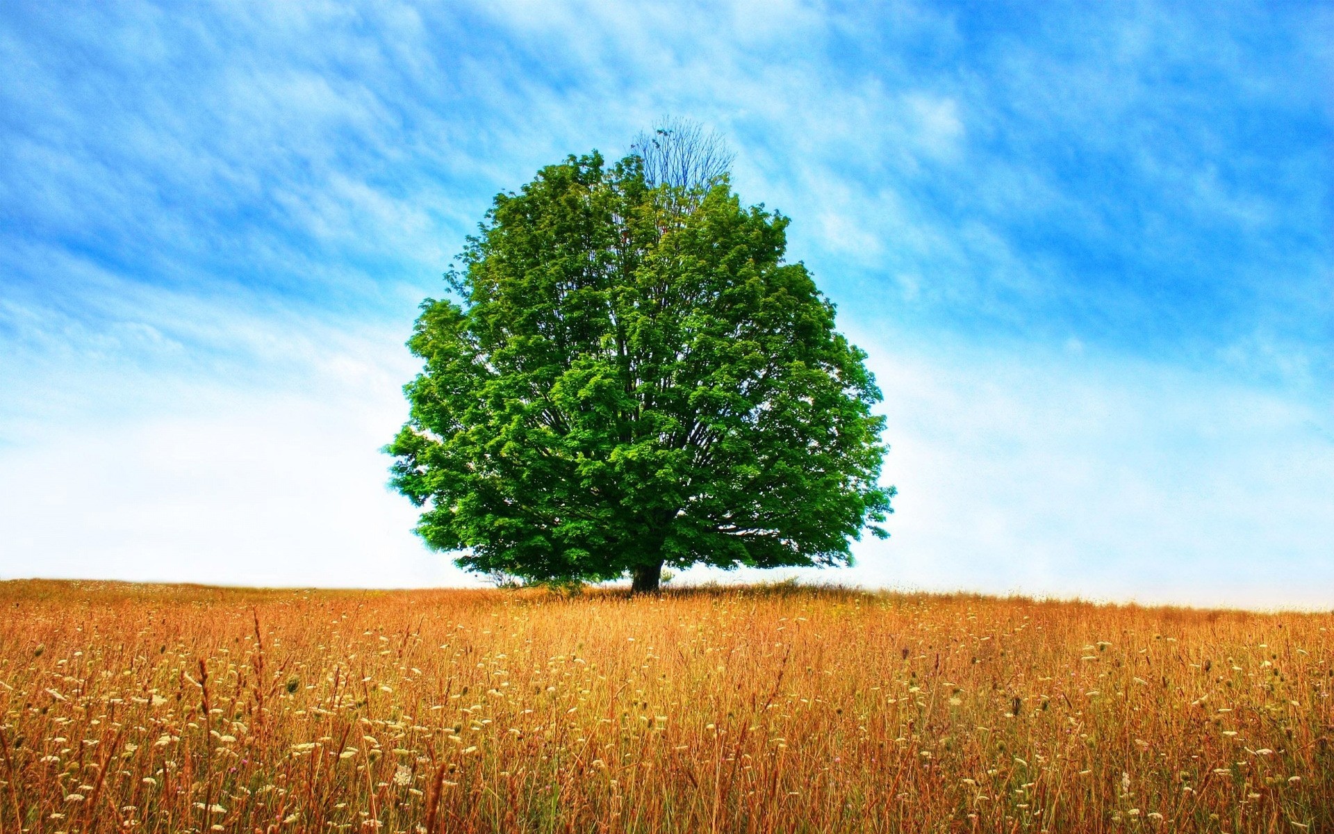 plantes paysage rural campagne nature à l extérieur arbre herbe champ bois beau temps ciel été idylle soleil agriculture foin feuille pâturage environnement