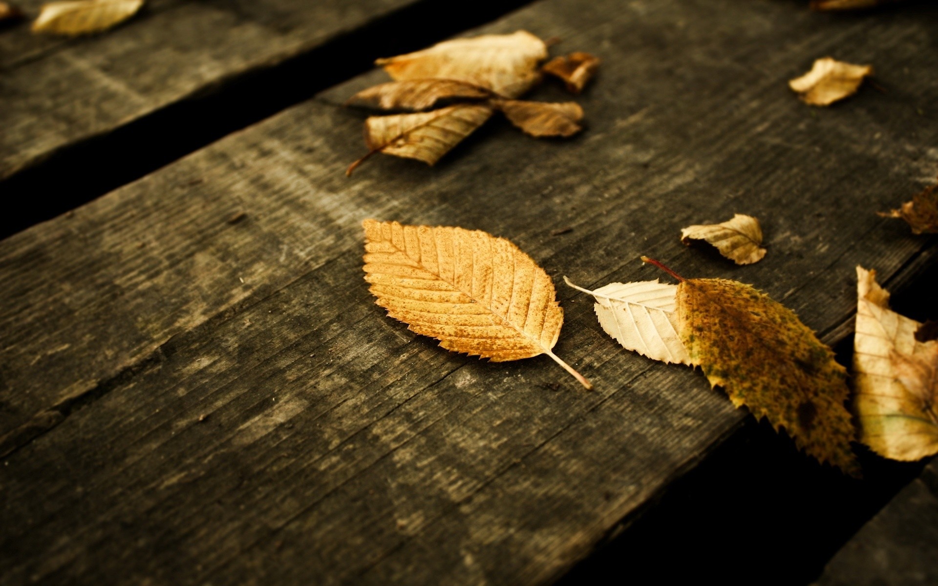 autunno legno cibo natura desktop natura morta primo piano legno autunno rustico struttura sfondo paesaggio