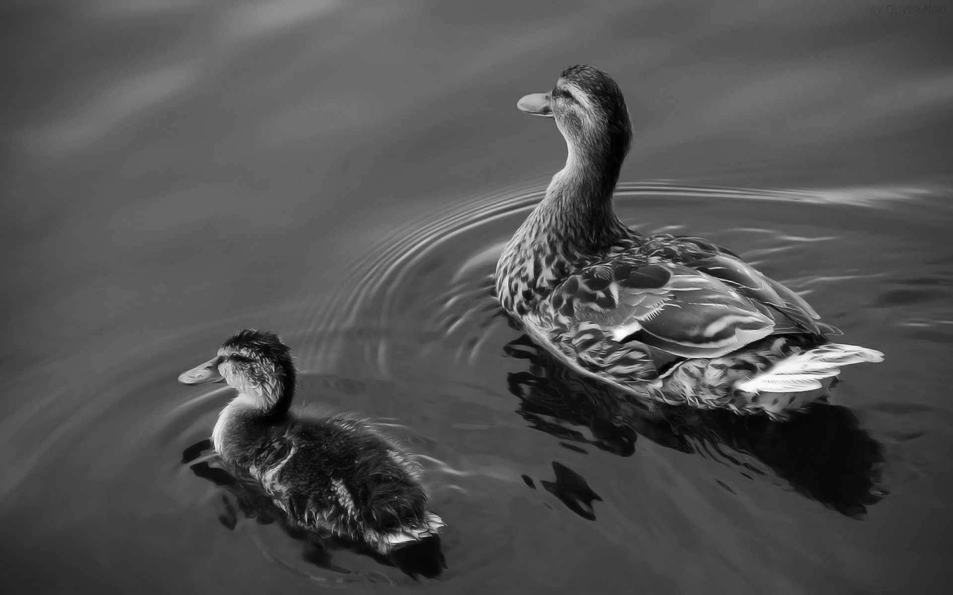 pato pássaro lago água piscina água pato ganso reflexão natação cisne vida selvagem aves rio pato drake natureza animal animais