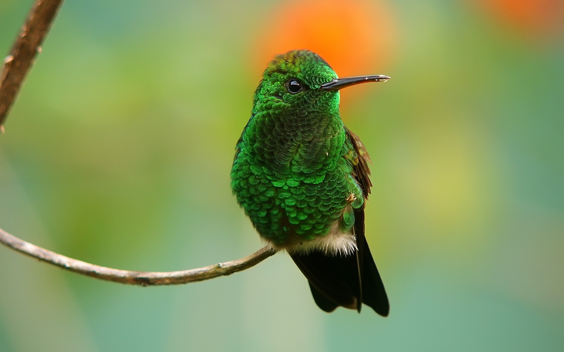 birds bird wildlife nature animal outdoors color wild hummingbird