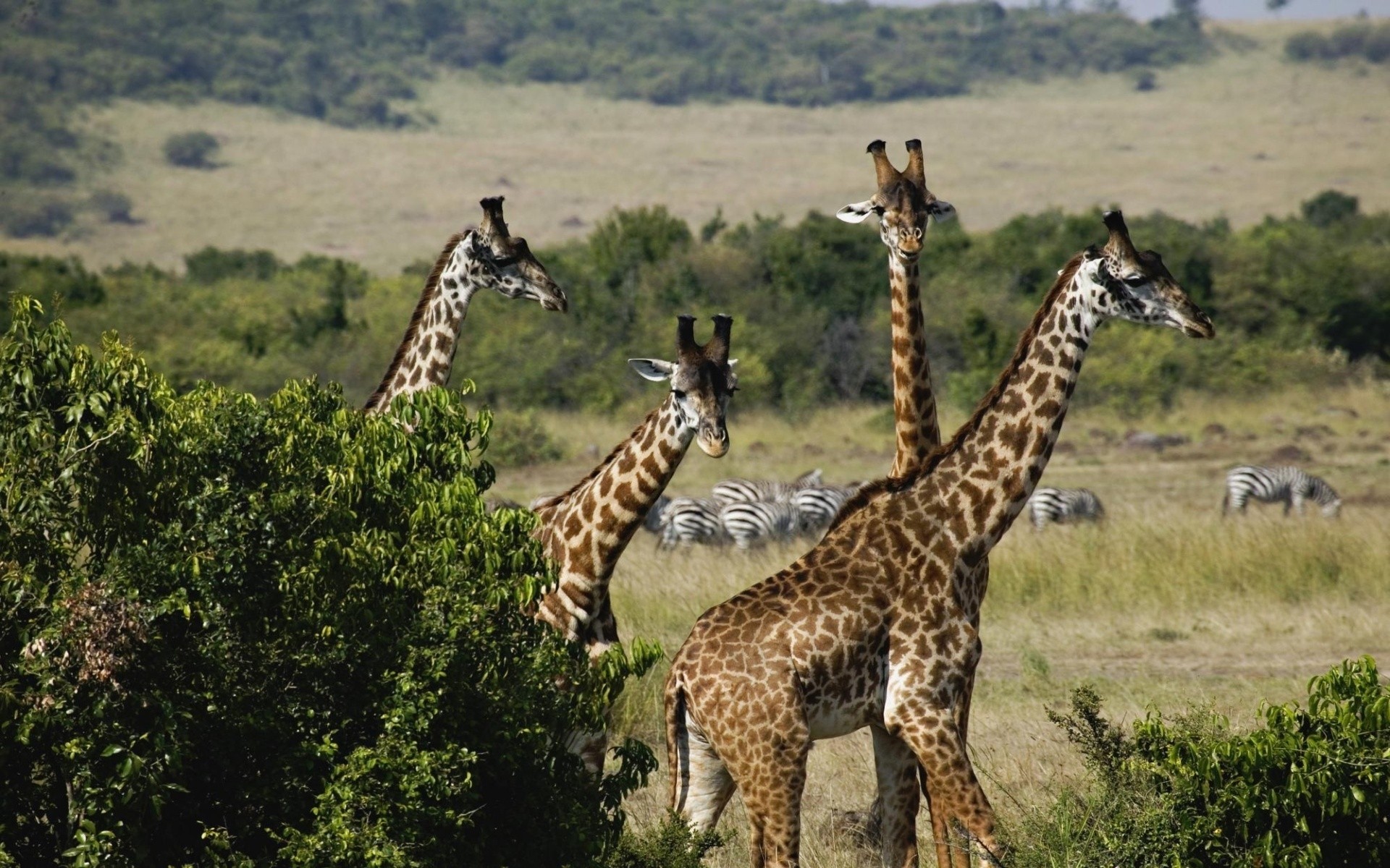 animaux faune mammifère nature safari sauvage girafe animal en plein air savane herbe réserve parc pâturage conservation lumière du jour brousse